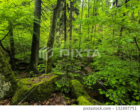 WildT aiga Ancient Grove Deep Wilderness 132897751