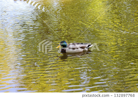 Wild Ducks Swimming on a Quiet Pond Wild Ducks Swimming on a Quiet Pond 132897768