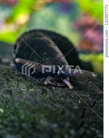 Wild Haven Forest Creatures wildlife 132897772