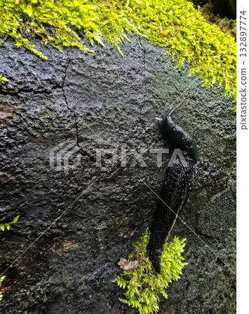 Wild Haven Forest Creatures wildlife 132897774