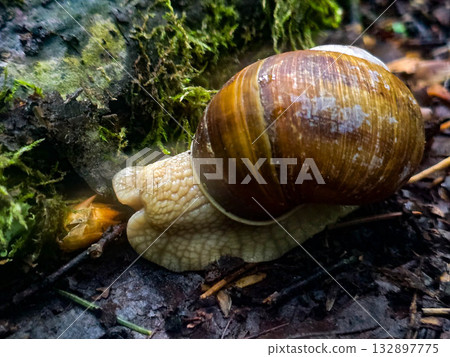 Wild Haven Forest Creatures wildlife Wild Haven Forest Creatures wildlife 132897775