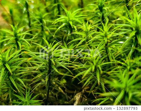 Forest Botany Wild FloraStock Wild Herbs Forest Botany Wild FloraStock Wild Herbs 132897793