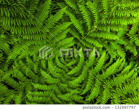 Forest Botany Wild FloraStock Wild Herbs Forest Botany Wild FloraStock Wild Herbs 132897797