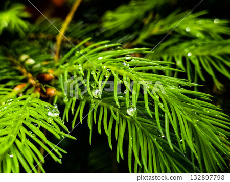 Forest Botany Wild FloraStock Wild Herbs Forest Botany Wild FloraStock Wild Herbs 132897798