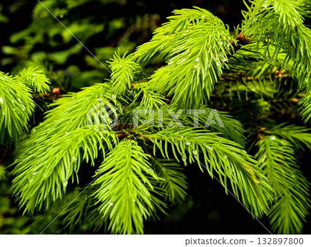 Forest Botany Wild FloraStock Wild Herbs Forest Botany Wild FloraStock Wild Herbs 132897800