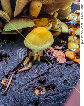 FungalIllusion ecosystem forest dangers mycotoxins FungalIllusion ecosystem forest dangers mycotoxins 132897804