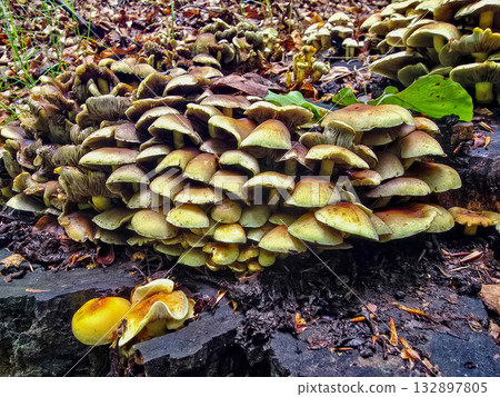 FungalIllusion ecosystem forest dangers mycotoxins FungalIllusion ecosystem forest dangers mycotoxins 132897805