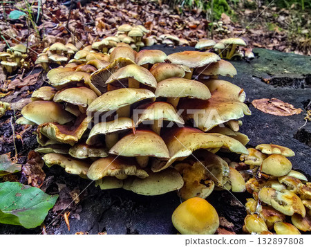 FungalIllusion ecosystem forest dangers mycotoxins 132897808