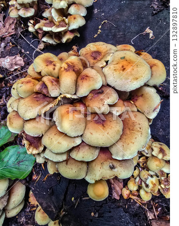FungalIllusion ecosystem forest dangers mycotoxins FungalIllusion ecosystem forest dangers mycotoxins 132897810