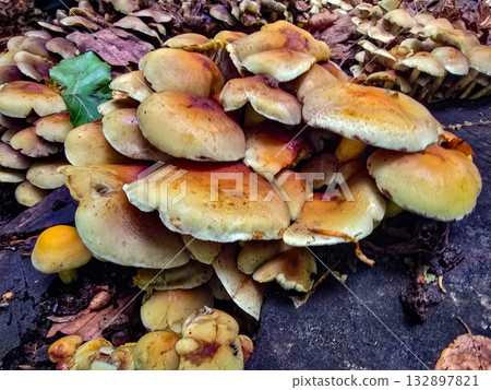 FungalIllusion ecosystem forest dangers mycotoxins 132897821