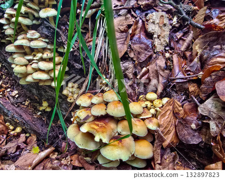 FungalIllusion ecosystem forest dangers mycotoxins 132897823