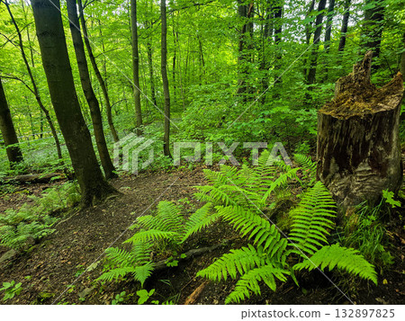 Forest Gaze forest landscape nature Forest Gaze forest landscape nature 132897825