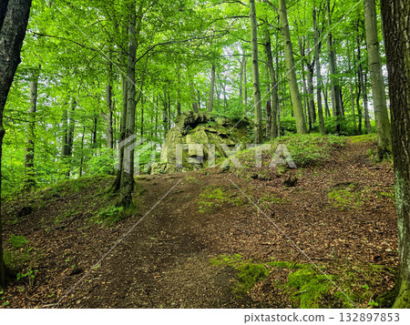 Forest Gaze forest landscape nature Forest Gaze forest landscape nature 132897853