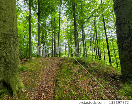 Forest Gaze forest landscape nature Forest Gaze forest landscape nature 132897872