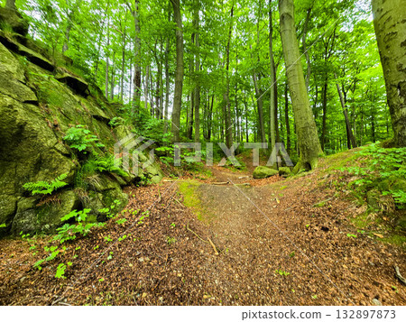 Forest Gaze forest landscape nature Forest Gaze forest landscape nature 132897873