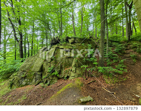 Forest Gaze forest landscape nature Forest Gaze forest landscape nature 132897879