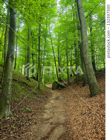 Forest Gaze forest landscape nature Forest Gaze forest landscape nature 132897880