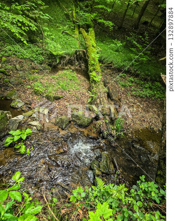 Forest Gaze forest landscape nature 132897884