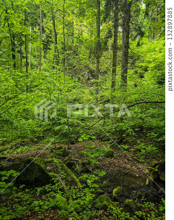 Forest Gaze forest landscape nature 132897885