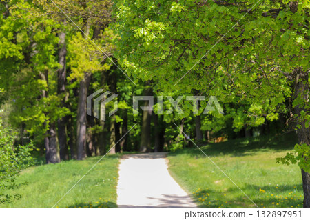 Quiet Nature Path Among Tall Trees Quiet Nature Path Among Tall Trees 132897951