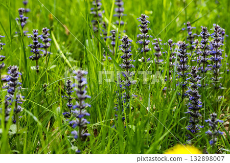 Violet Wildflowers Blooming in Sunny Meadow 132898007