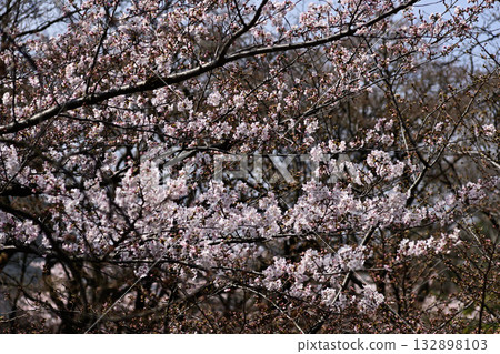 Yasukuni Shrine Sakura Yasukuni Shrine Sakura 132898103