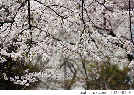 靖國神社櫻花 132898109