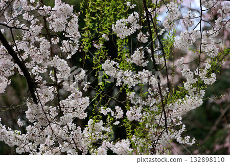 Yasukuni Shrine Sakura Yasukuni Shrine Sakura 132898110