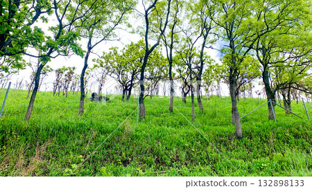 大分、熊本 山波高速公路 132898133