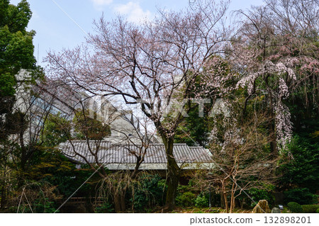 靖國神社-聖池花園中的櫻花 靖國神社-聖池花園中的櫻花 132898201