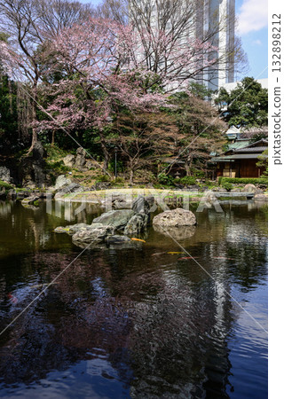 Yasukuni Shrine - Cherry blossoms in the sacred pond garden Yasukuni Shrine - Cherry blossoms in the sacred pond garden 132898212