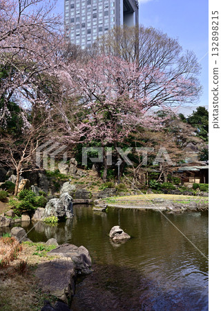 靖國神社-聖池花園中的櫻花 靖國神社-聖池花園中的櫻花 132898215