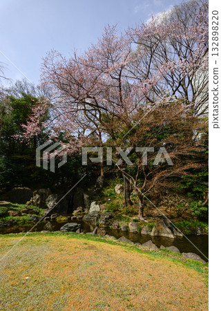 Yasukuni Shrine - Cherry blossoms in the sacred pond garden Yasukuni Shrine - Cherry blossoms in the sacred pond garden 132898220