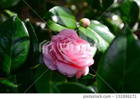 Yasukuni Shrine Camellia Yasukuni Shrine Camellia 132898271
