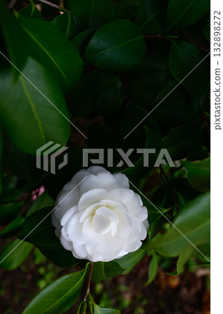 Yasukuni Shrine Camellia Yasukuni Shrine Camellia 132898272