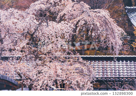 Photographing the cherry blossoms at Jurinji Temple in Oharano, Nishikyo-ku, Kyoto Photographing the cherry blossoms at Jurinji Temple in Oharano, Nishikyo-ku, Kyoto 132898300