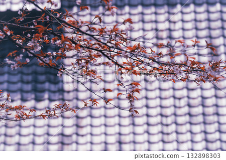 Photographing the cherry blossoms at Jurinji Temple in Oharano, Nishikyo-ku, Kyoto 132898303