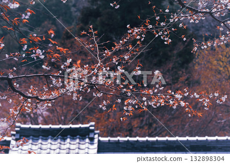 Photographing the cherry blossoms at Jurinji Temple in Oharano, Nishikyo-ku, Kyoto 132898304