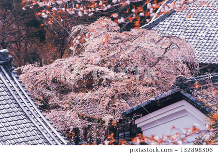 拍攝京都西京區大原野十輪寺的櫻花 拍攝京都西京區大原野十輪寺的櫻花 132898306