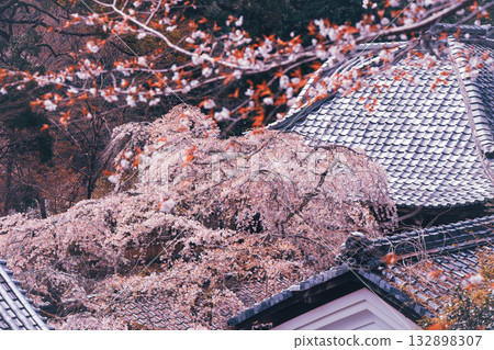 拍攝京都西京區大原野十輪寺的櫻花 132898307