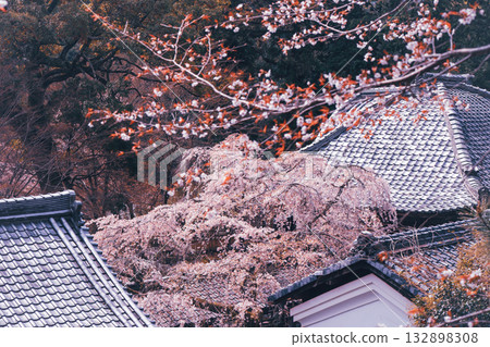 Photographing the cherry blossoms at Jurinji Temple in Oharano, Nishikyo-ku, Kyoto 132898308