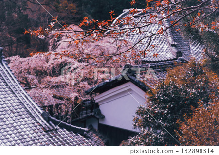 Photographing the cherry blossoms at Jurinji Temple in Oharano, Nishikyo-ku, Kyoto 132898314