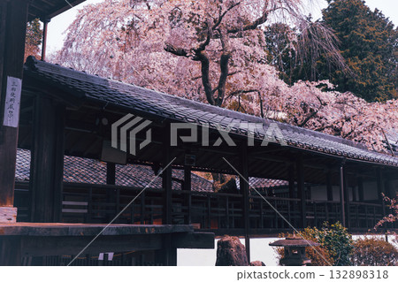 拍攝京都西京區大原野十輪寺的櫻花 132898318