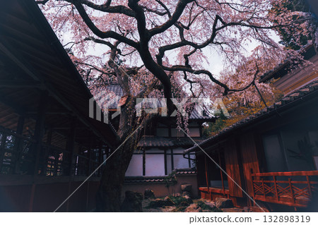 拍攝京都西京區大原野十輪寺的櫻花 拍攝京都西京區大原野十輪寺的櫻花 132898319