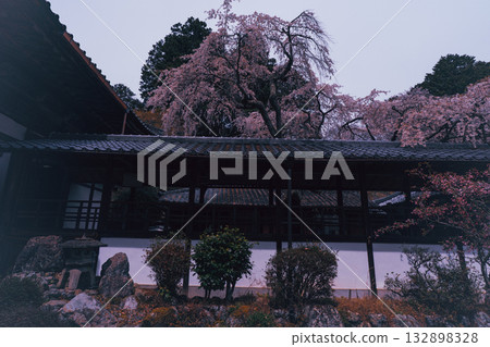 Photographing the cherry blossoms at Jurinji Temple in Oharano, Nishikyo-ku, Kyoto 132898328