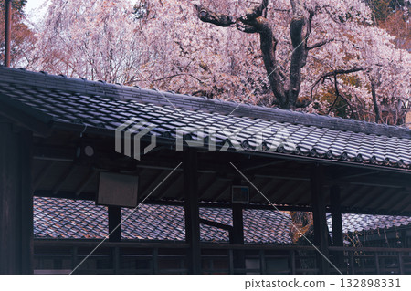 Photographing the cherry blossoms at Jurinji Temple in Oharano, Nishikyo-ku, Kyoto Photographing the cherry blossoms at Jurinji Temple in Oharano, Nishikyo-ku, Kyoto 132898331