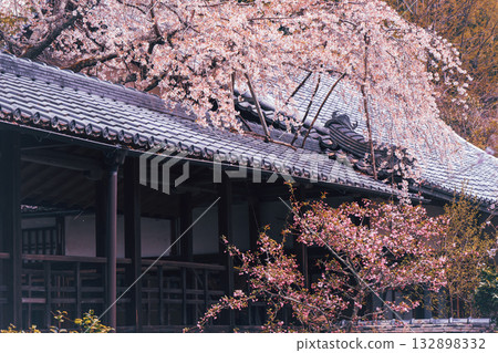 拍攝京都西京區大原野十輪寺的櫻花 拍攝京都西京區大原野十輪寺的櫻花 132898332