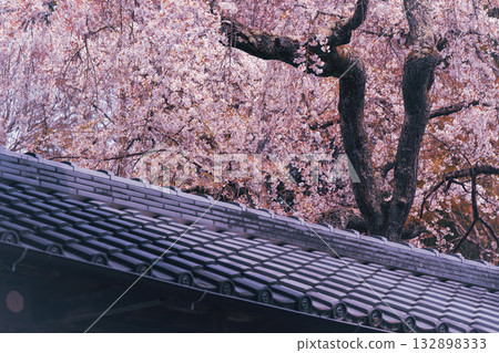 拍攝京都西京區大原野十輪寺的櫻花 132898333