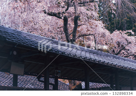 Photographing the cherry blossoms at Jurinji Temple in Oharano, Nishikyo-ku, Kyoto Photographing the cherry blossoms at Jurinji Temple in Oharano, Nishikyo-ku, Kyoto 132898334