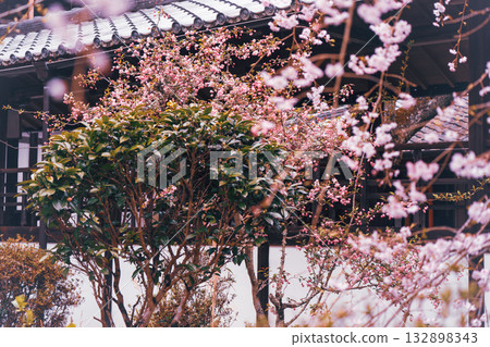 拍攝京都西京區大原野十輪寺的櫻花 132898343